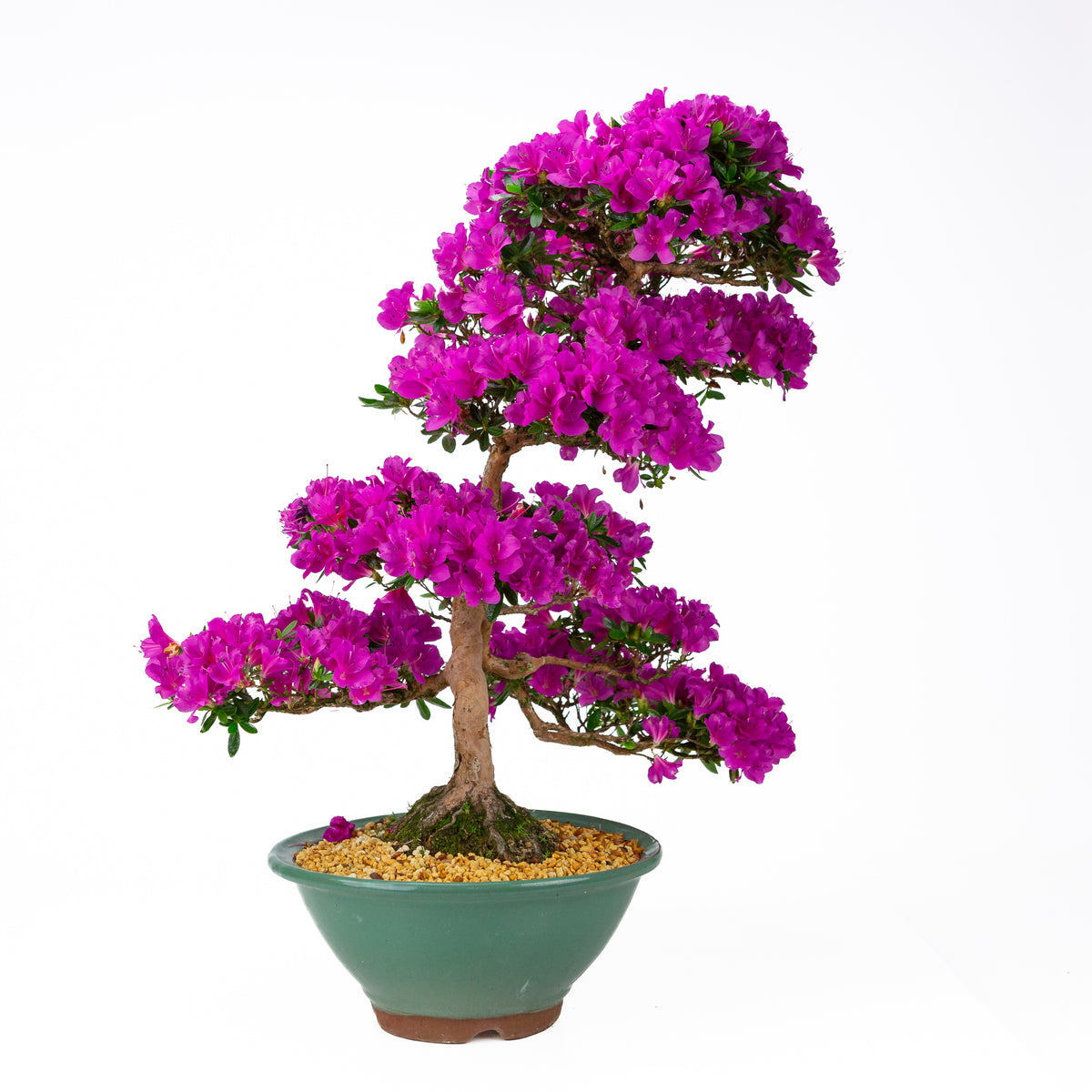 Rhododendron indicum 'Hoshi no Kagayaki' (azalea satsuki), altezza ~58 cm