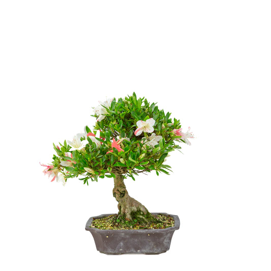 Rhododendron indicum 'Matsuna' (azalea satsuki), altezza ~34cm