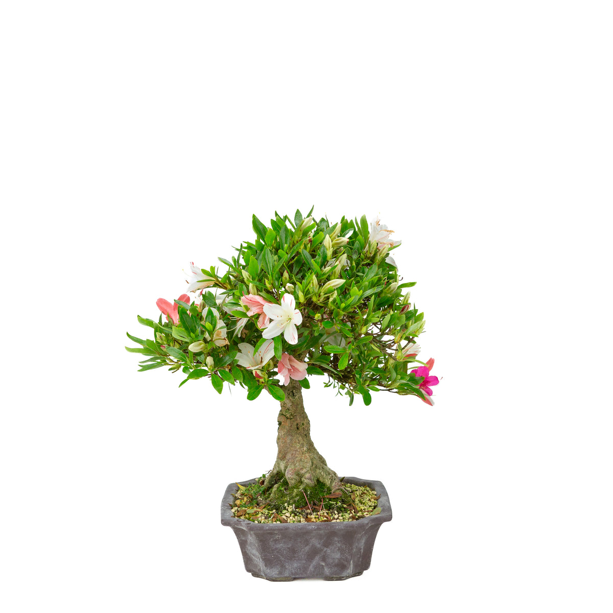 Rhododendron indicum 'Matsuna' (azalea satsuki), altezza ~34cm