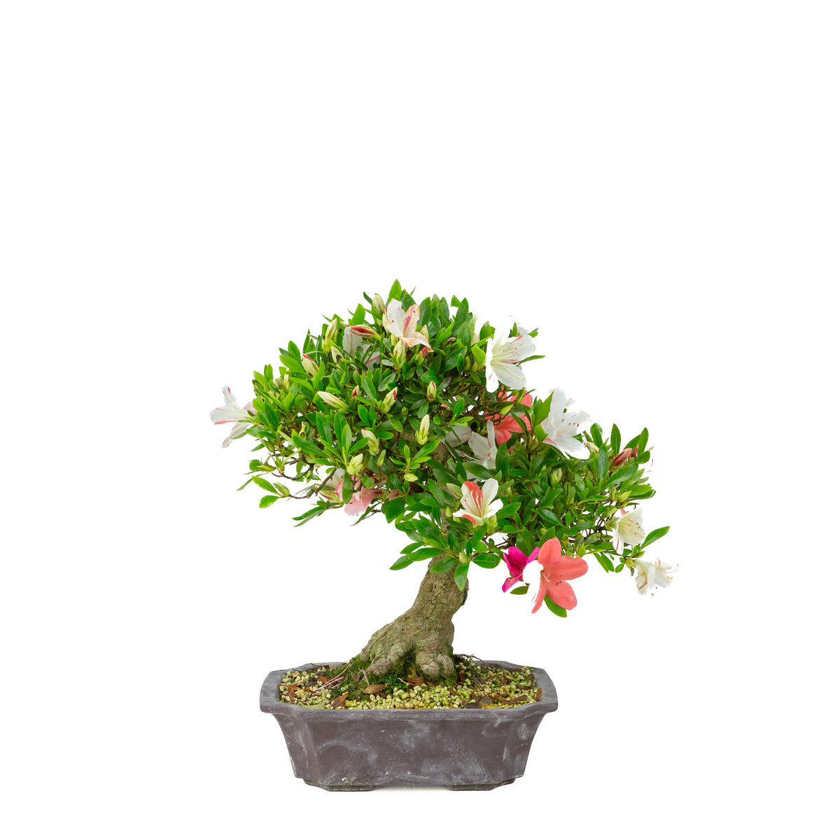 Rhododendron indicum 'Matsuna' (azalea satsuki), altezza ~34cm