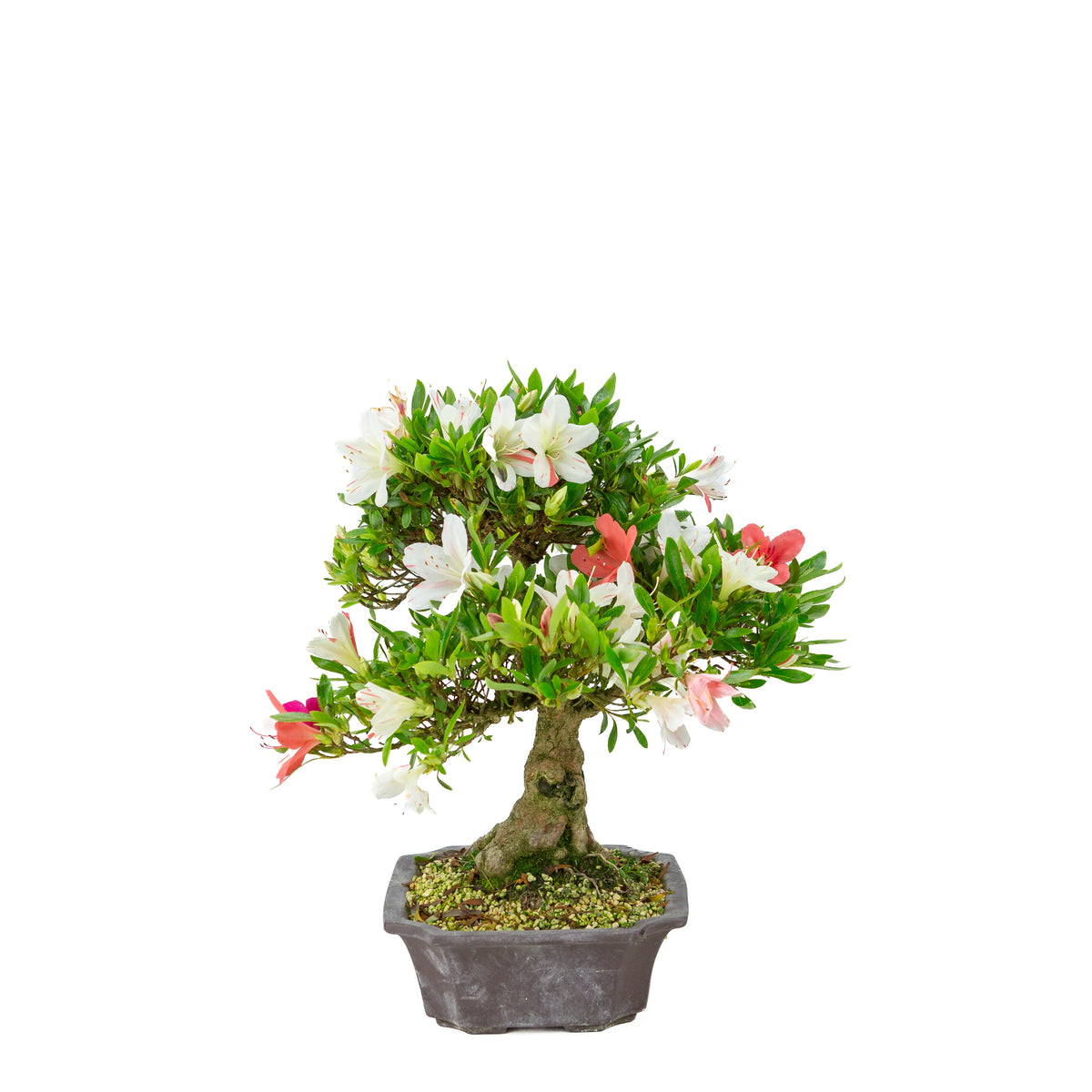 Rhododendron indicum 'Matsuna' (azalea satsuki), altezza ~34cm