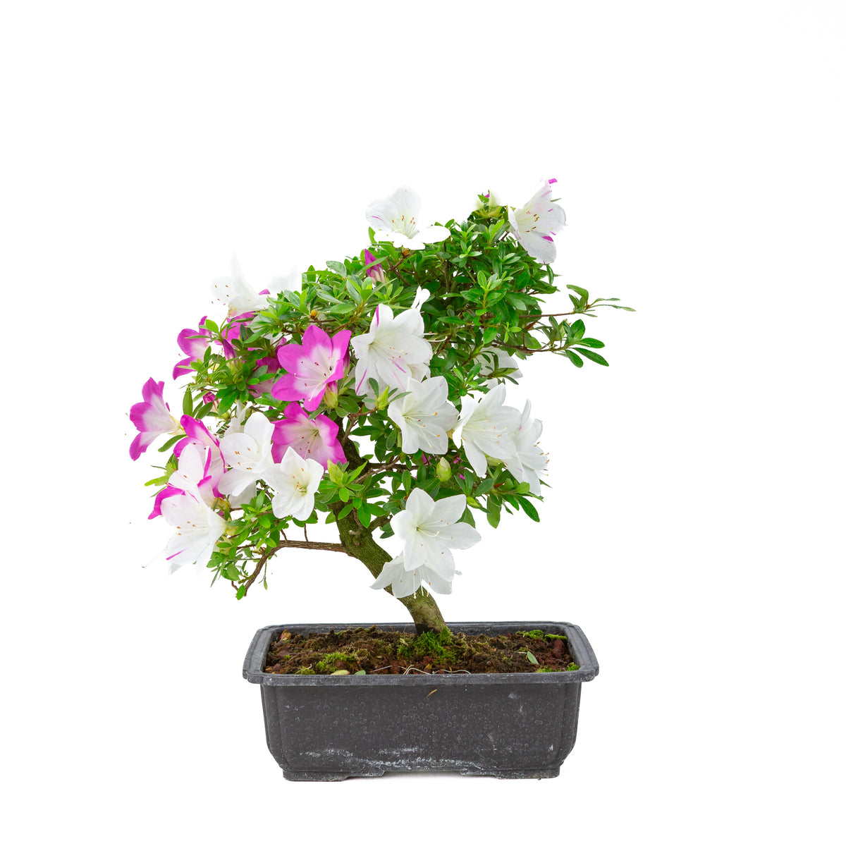 Rhododendron indicum 'Ruka' (azalea satsuki), altezza ~43cm