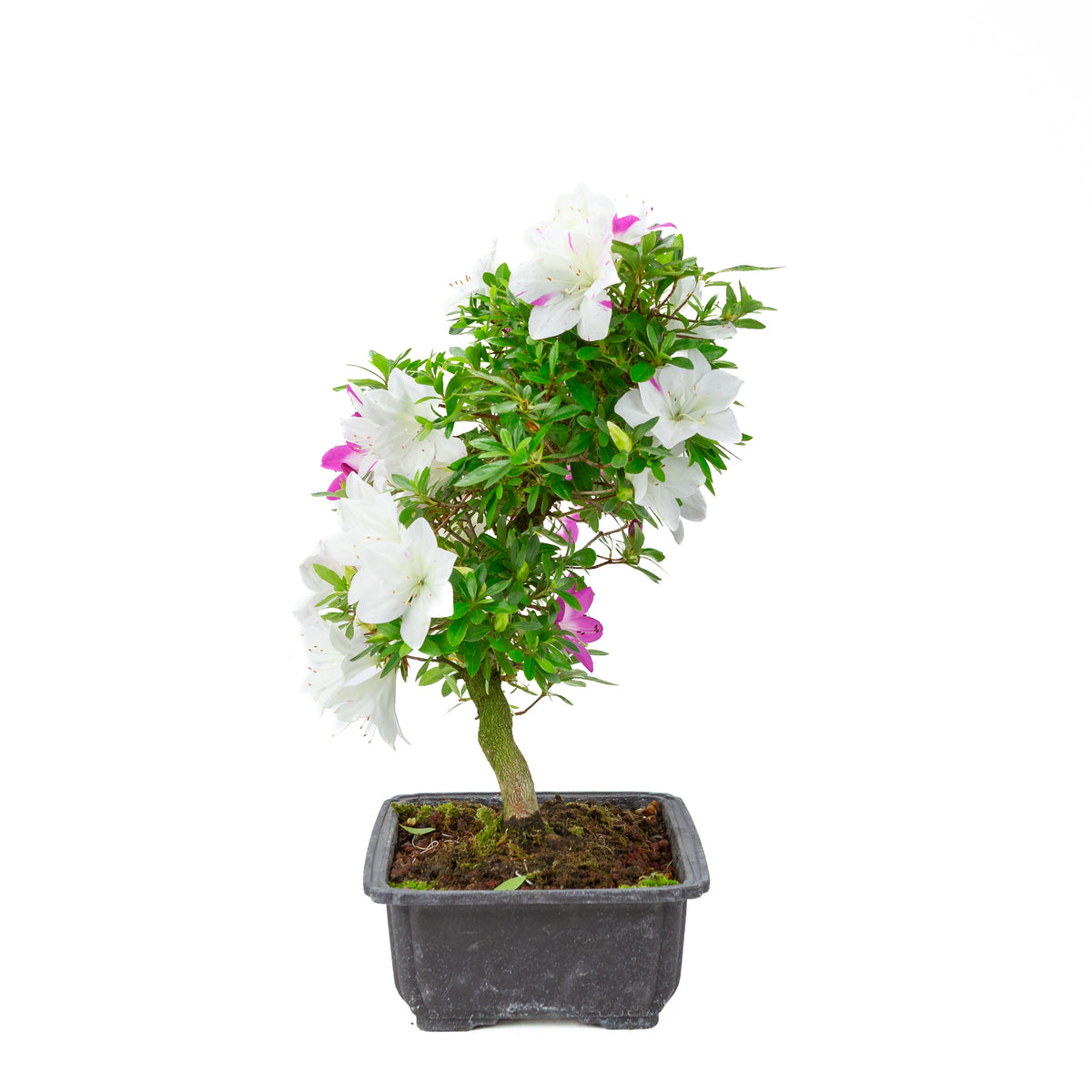 Rhododendron indicum 'Ruka' (azalea satsuki), altezza ~43cm
