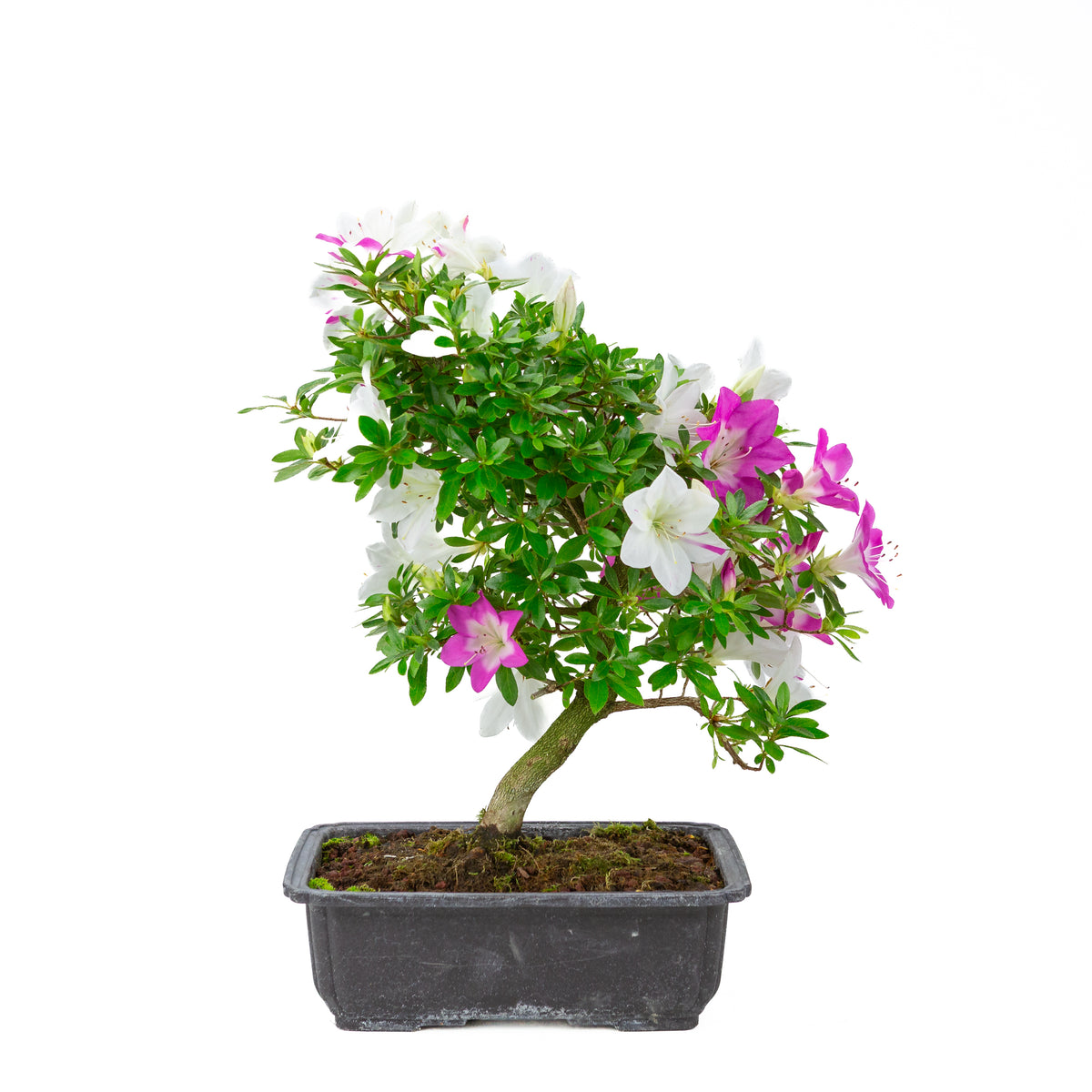 Rhododendron indicum 'Ruka' (azalea satsuki), altezza ~43cm