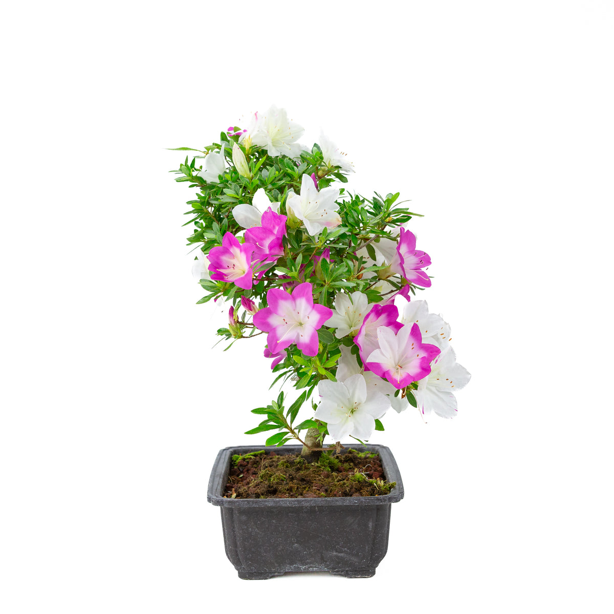 Rhododendron indicum 'Ruka' (azalea satsuki), altezza ~43cm
