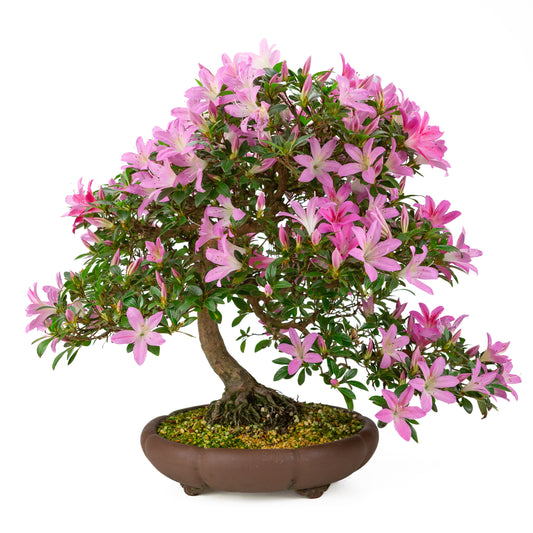 Rhododendron indicum (azalea satsuki), altezza ~50cm
