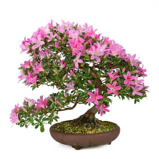 Rhododendron indicum (azalea satsuki), altezza ~50cm