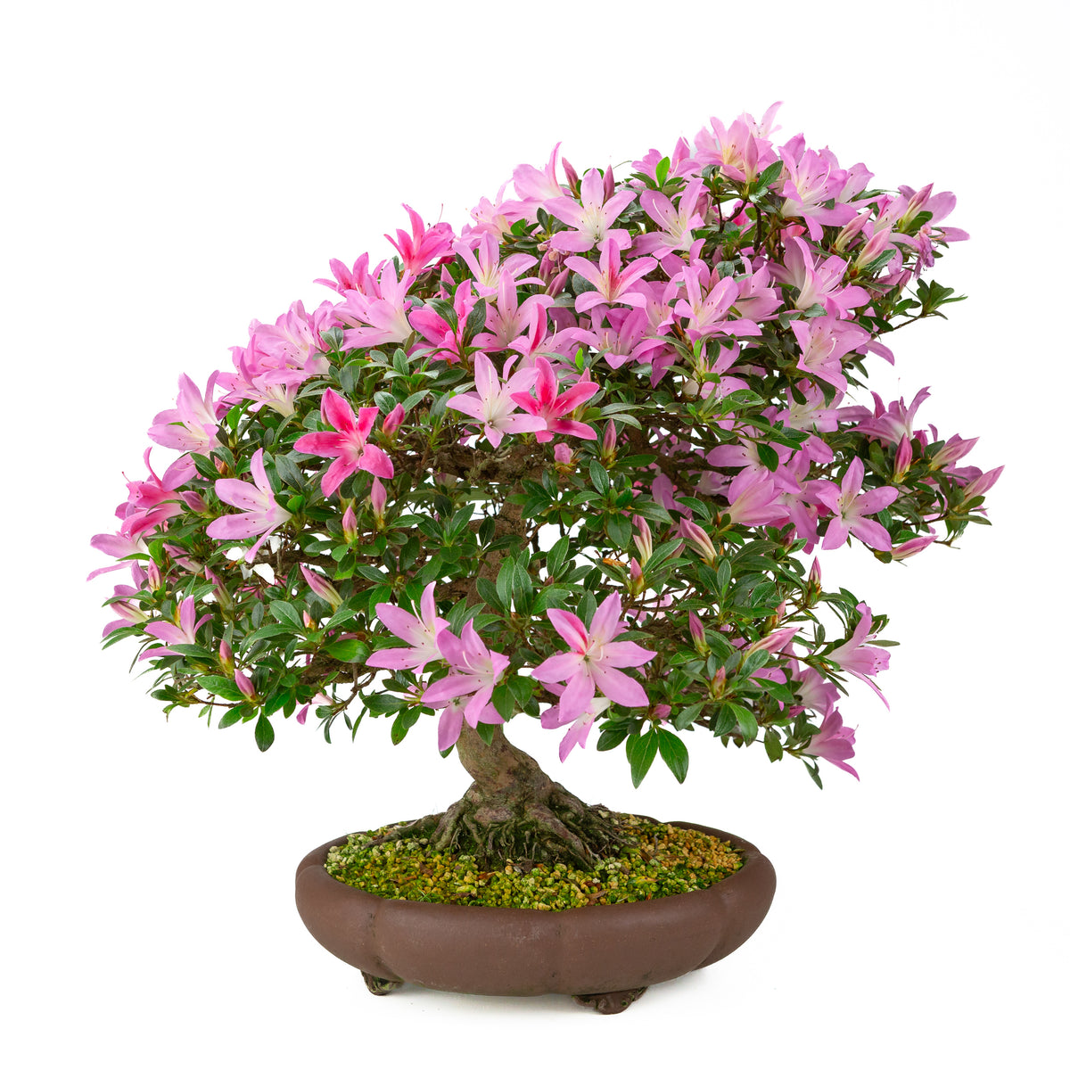 Rhododendron indicum (azalea satsuki), altezza ~50cm