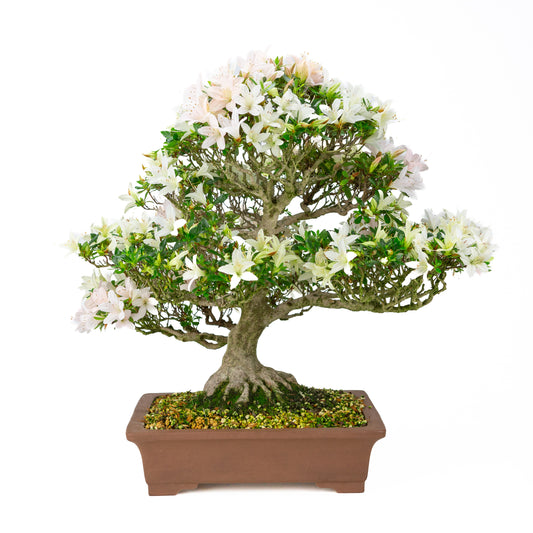 Rhododendron indicum 'Hakutsuru' (azalea satsuki), altezza ~53cm