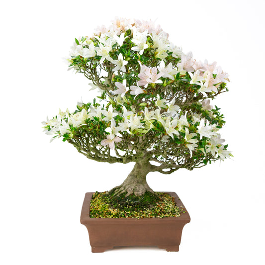 Rhododendron indicum 'Hakutsuru' (azalea satsuki), altezza ~53cm