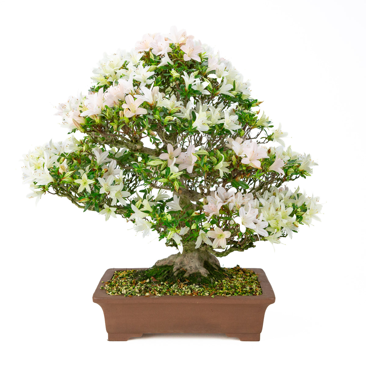 Rhododendron indicum 'Hakutsuru' (azalea satsuki), altezza ~53cm