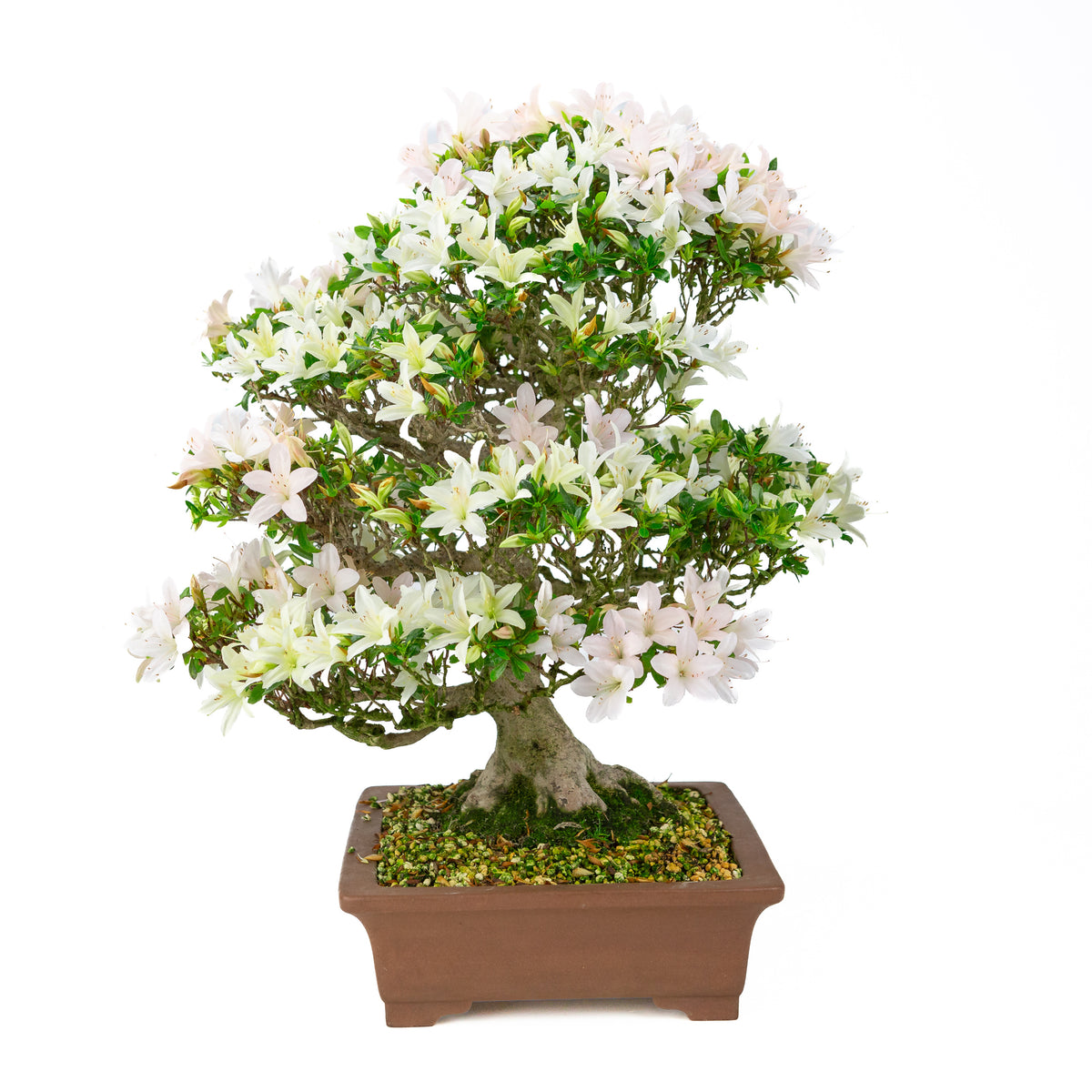 Rhododendron indicum 'Hakutsuru' (azalea satsuki), altezza ~53cm