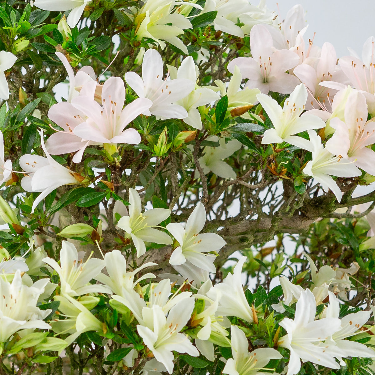 Rhododendron indicum 'Hakutsuru' (azalea satsuki), altezza ~53cm