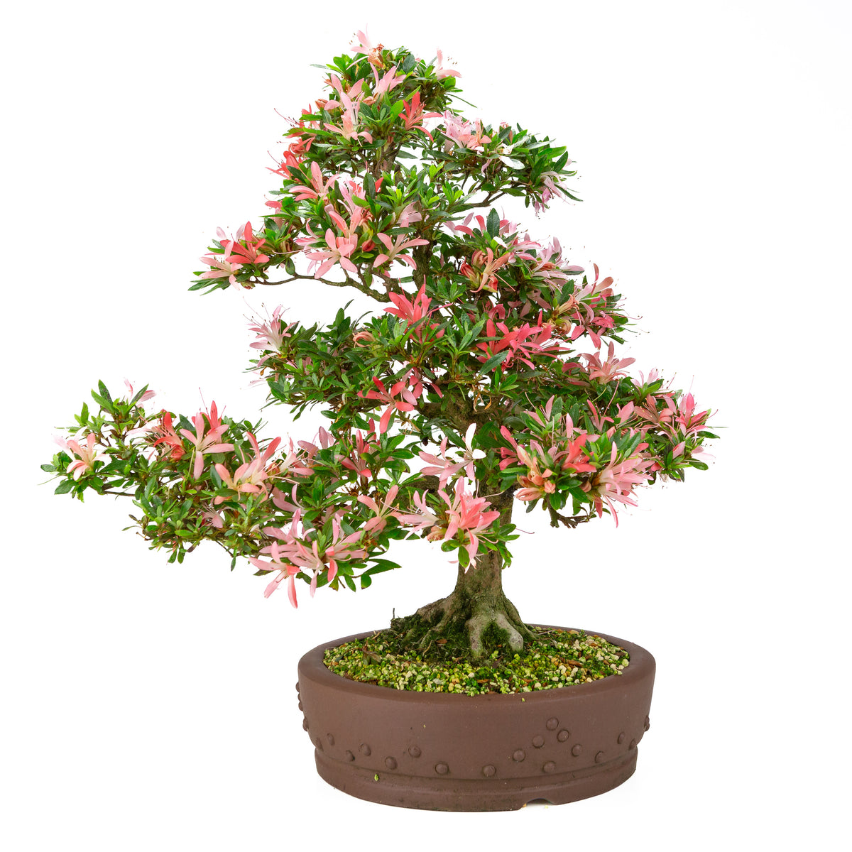 Rhododendron indicum 'Suchi no Kirameki' (azalea satsuki), altezza ~56cm