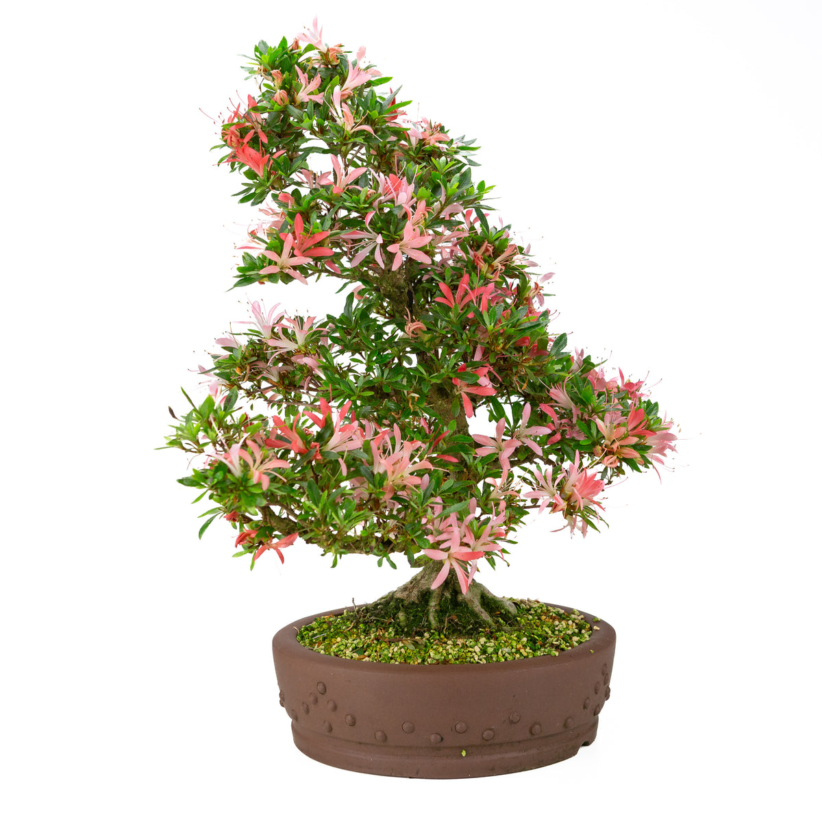 Rhododendron indicum 'Suchi no Kirameki' (azalea satsuki), altezza ~56cm
