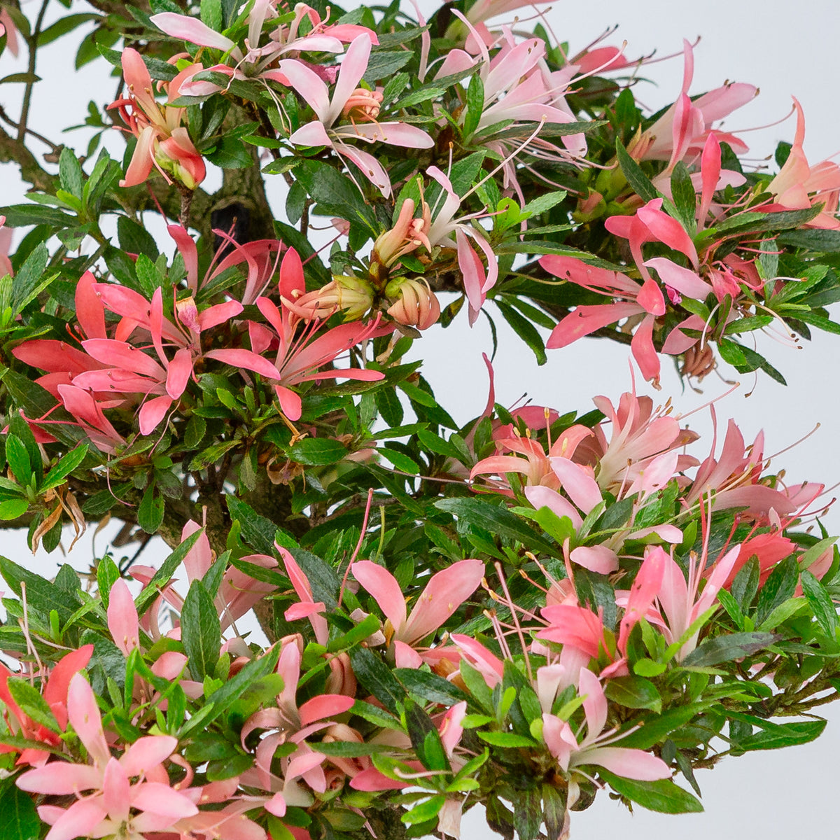 Rhododendron indicum 'Suchi no Kirameki' (azalea satsuki), altezza ~56cm