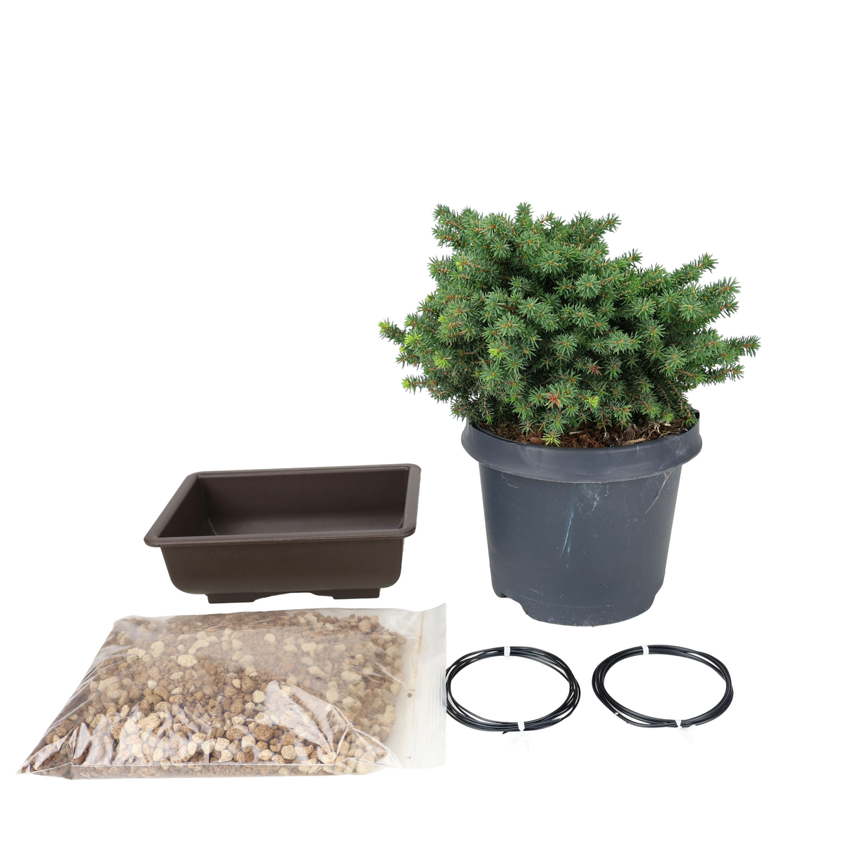Kit iniziale Picea abies (Abete rosso)