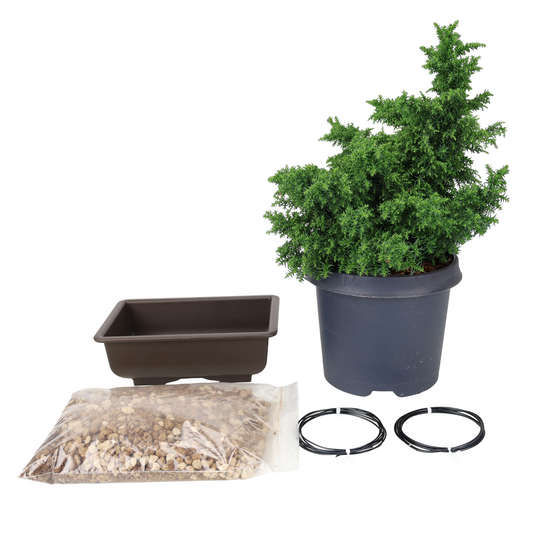 Kit iniziale Cryptomeria japonica (cedro giapponese)
