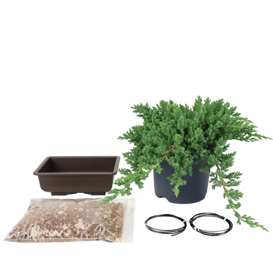 Starter kit Juniperus procumbens (Ginepro nano)