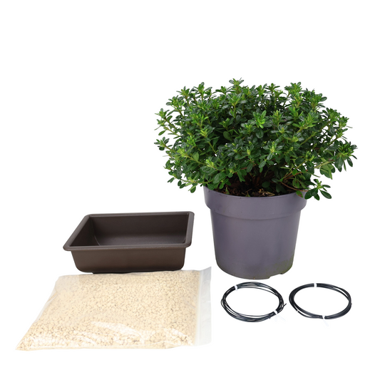 Kit iniziale Azalea japonica
