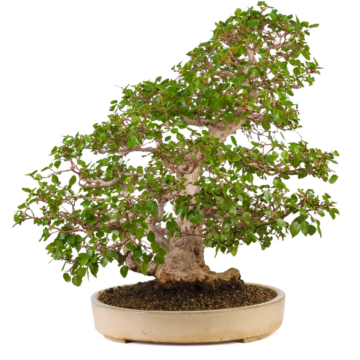 Carpinus coreana (carpino coreano), altezza ~72cm