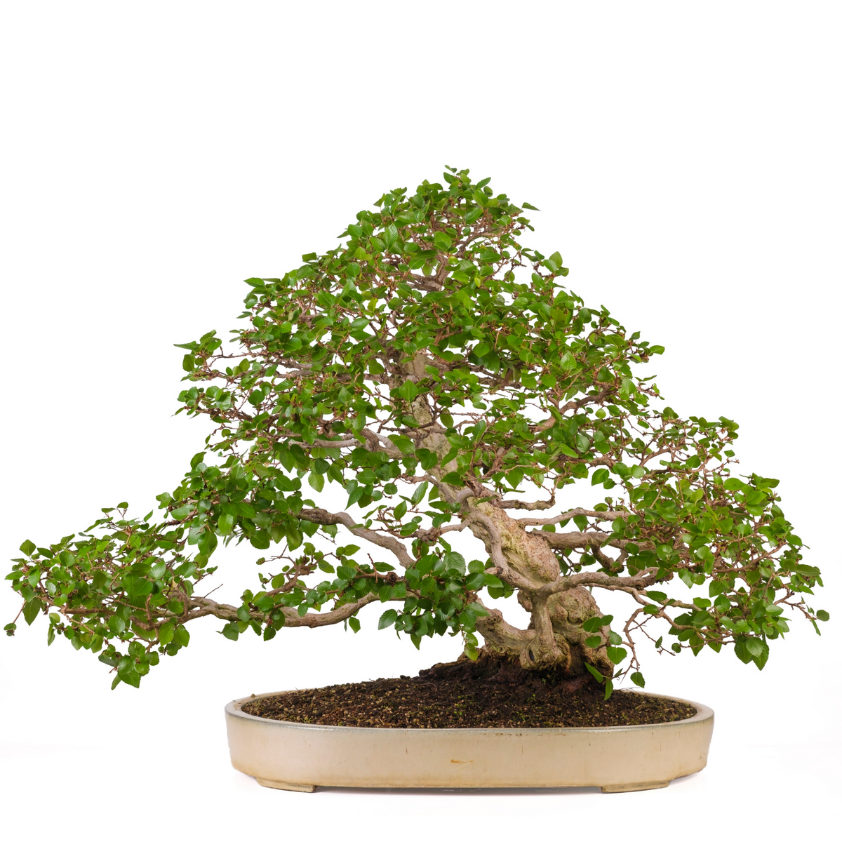 Carpinus coreana (carpino coreano), altezza ~72cm