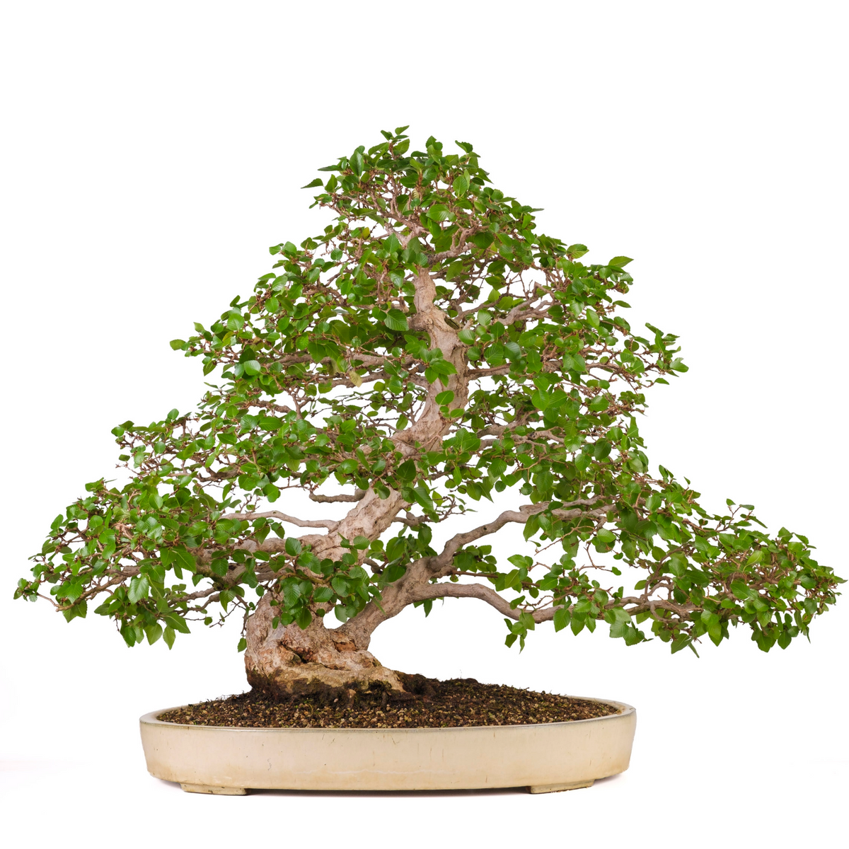 Carpinus coreana (carpino coreano), altezza ~72cm