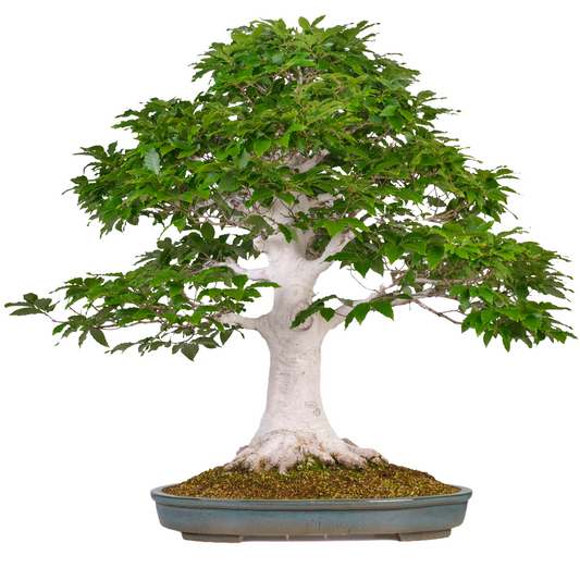 Fagus crenata (faggio giapponese) n. 120, altezza ~105 cm