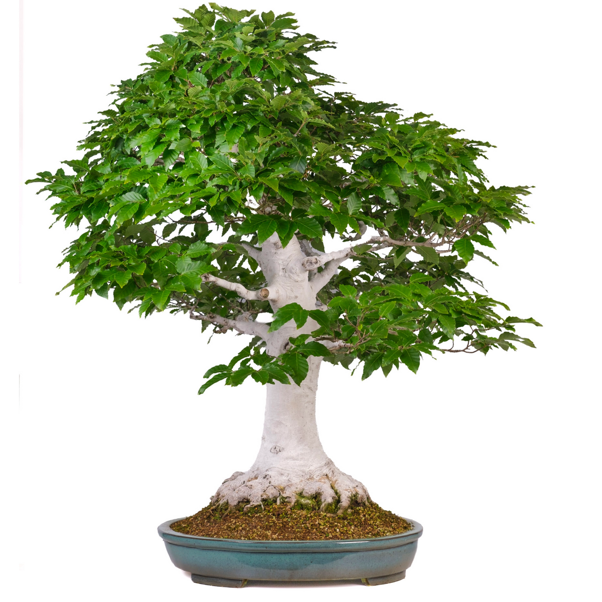 Fagus crenata (faggio giapponese) n. 120, altezza ~105 cm