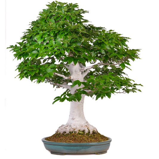 Fagus crenata (faggio giapponese) n. 120, altezza ~105 cm