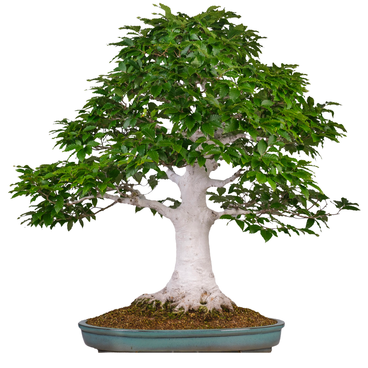 Fagus crenata (faggio giapponese) n. 120, altezza ~105 cm