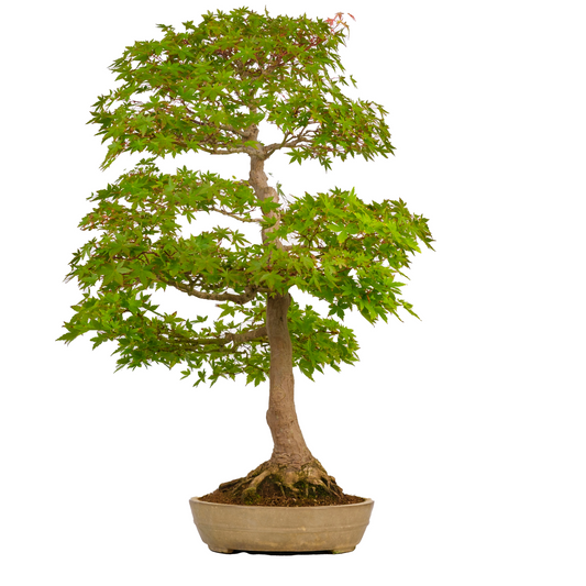 Acer palmatum (acero giapponese) n. 39, altezza ~90 cm