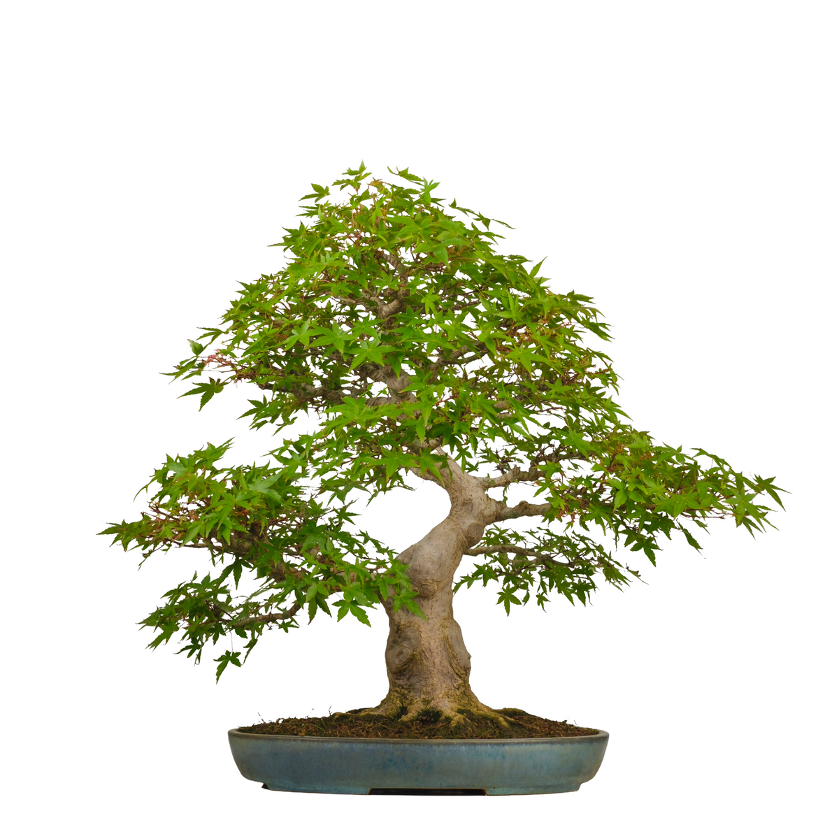 Acer palmatum (Acero giapponese) n. 54, altezza ~65cm