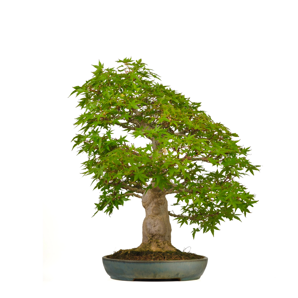 Acer palmatum (Acero giapponese) n. 54, altezza ~65cm