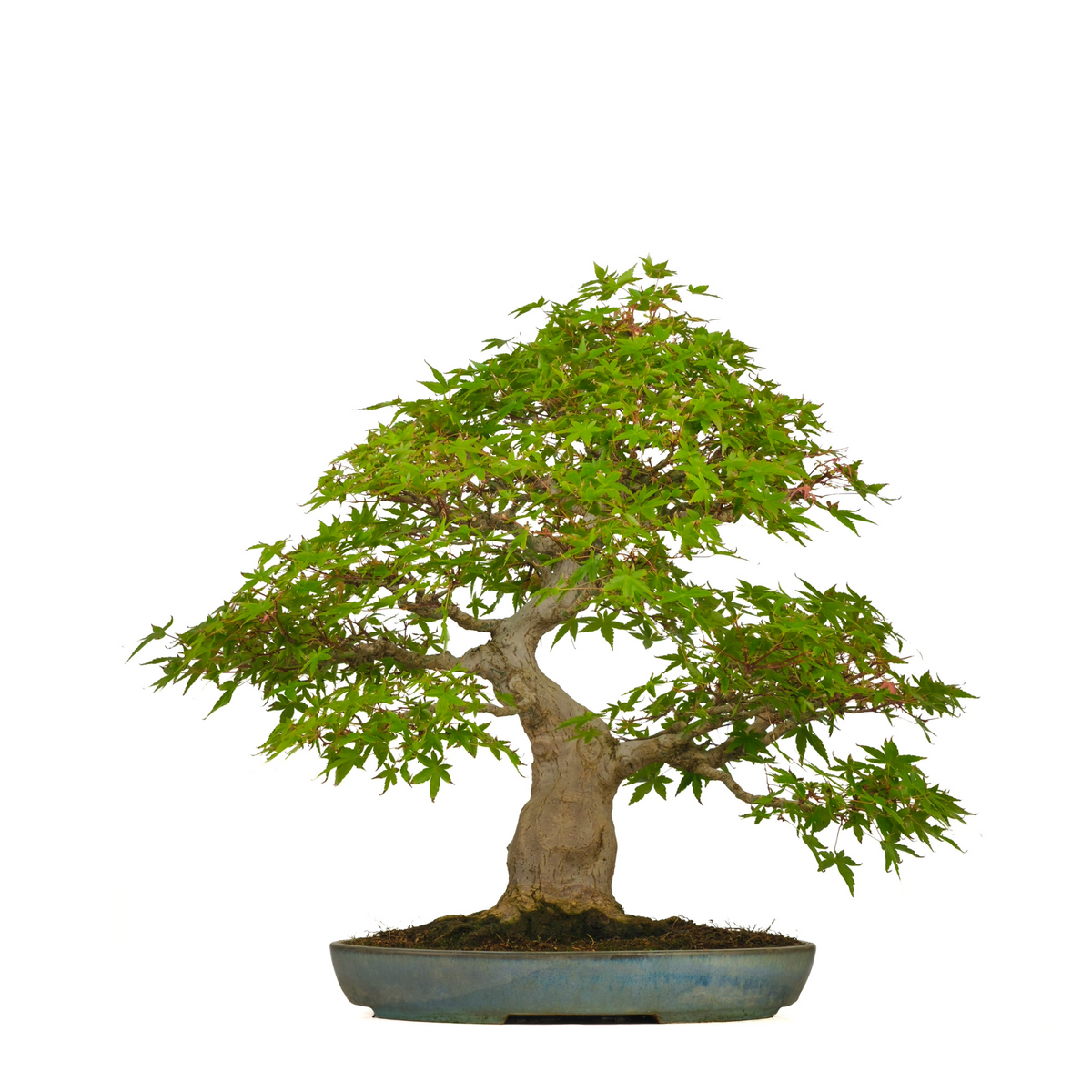 Acer palmatum (Acero giapponese) n. 54, altezza ~65cm
