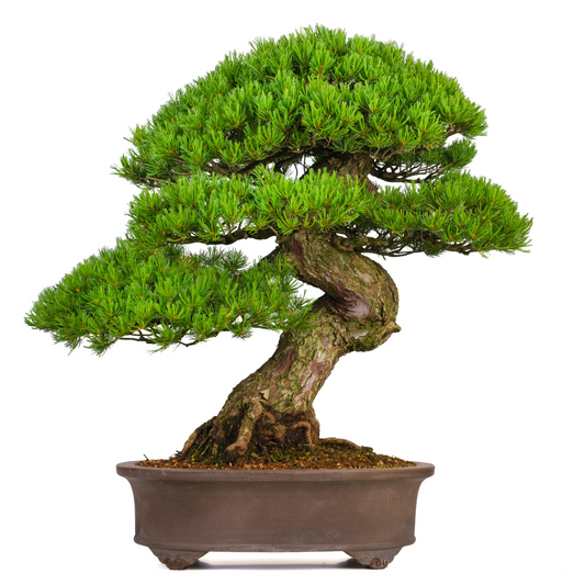 Pinus parviflora (pino bianco giapponese) n. 3, altezza ~80cm