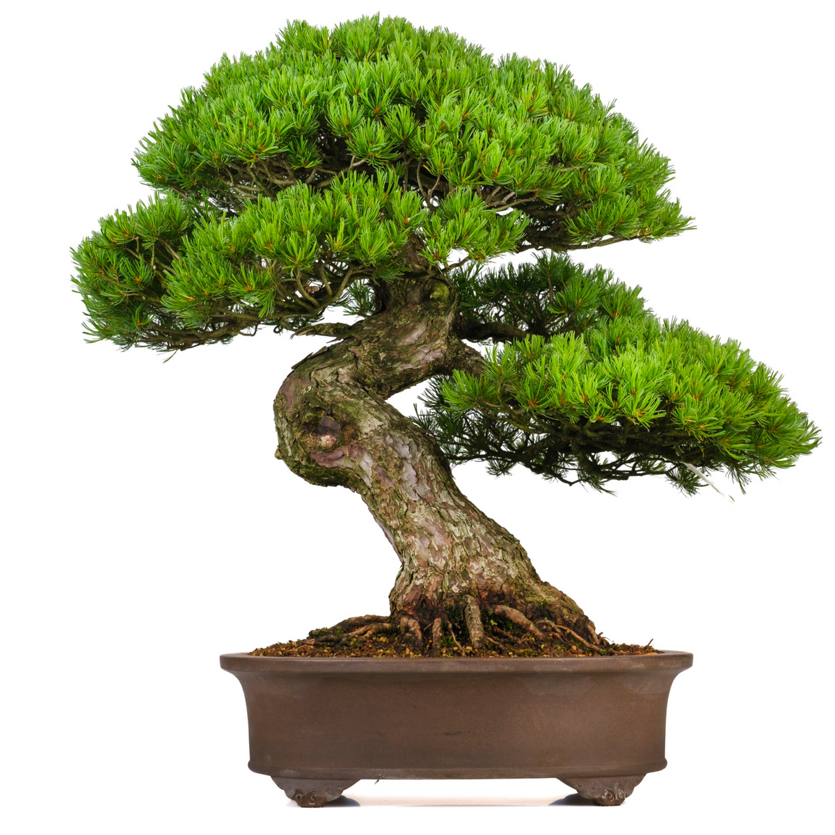 Pinus parviflora (pino bianco giapponese) n. 3, altezza ~80cm