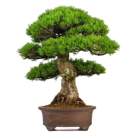 Pinus parviflora (pino bianco giapponese) n. 3, altezza ~80cm