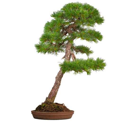 Pinus thunbergii (pino nero giapponese) n. 51, altezza ~112 cm