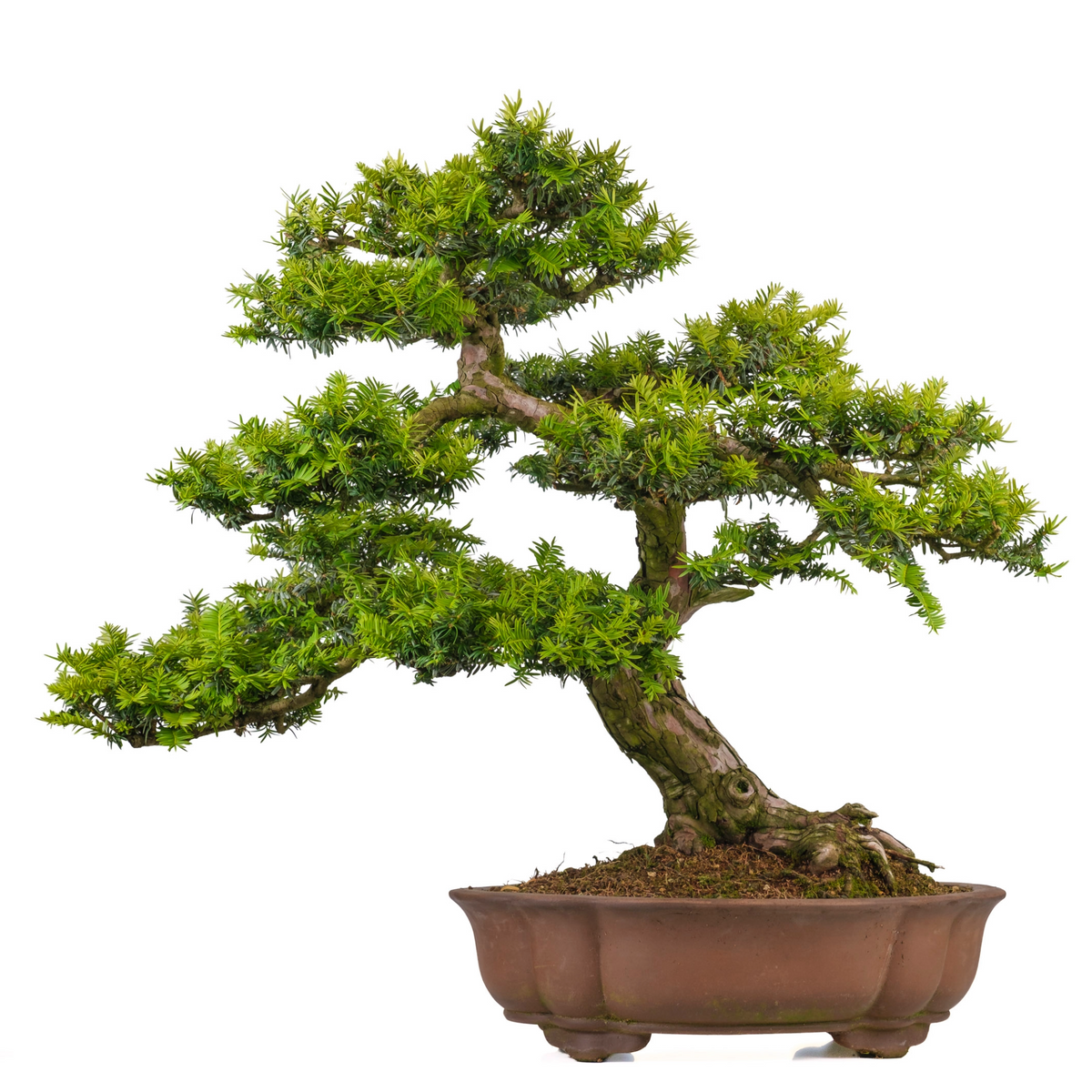 Taxus cuspidata (tasso giapponese) N. 102, altezza ~75cm