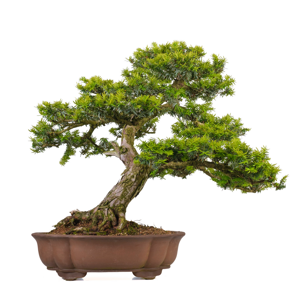 Taxus cuspidata (tasso giapponese) N. 102, altezza ~75cm