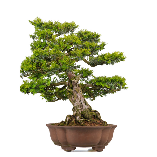 Taxus cuspidata (tasso giapponese) N. 102, altezza ~75cm