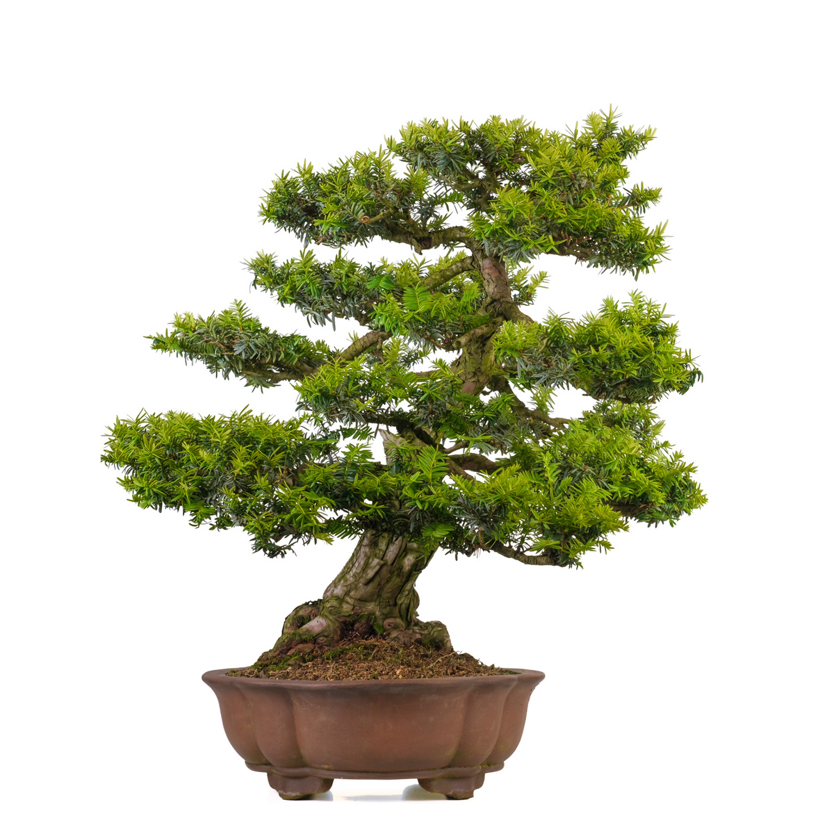 Taxus cuspidata (tasso giapponese) N. 102, altezza ~75cm