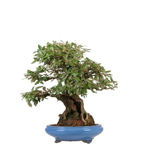 Elaeagnus pungens (olivagno spinoso) n. 118, altezza ~60 cm