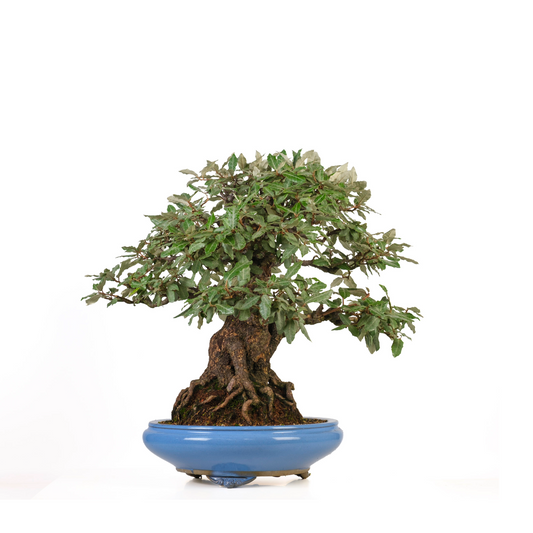 Elaeagnus pungens (olivagno spinoso) n. 118, altezza ~60 cm