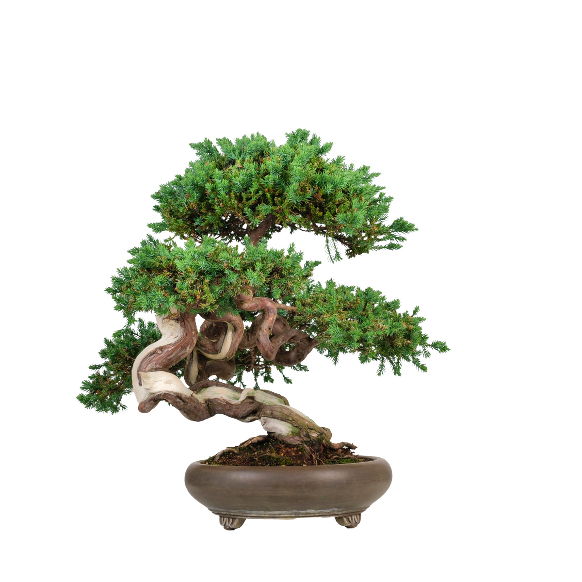 Juniperus procumbens (ginepro) n. 6, altezza ~50cm