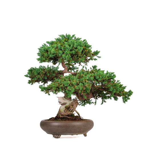 Juniperus procumbens (ginepro) n. 6, altezza ~50cm