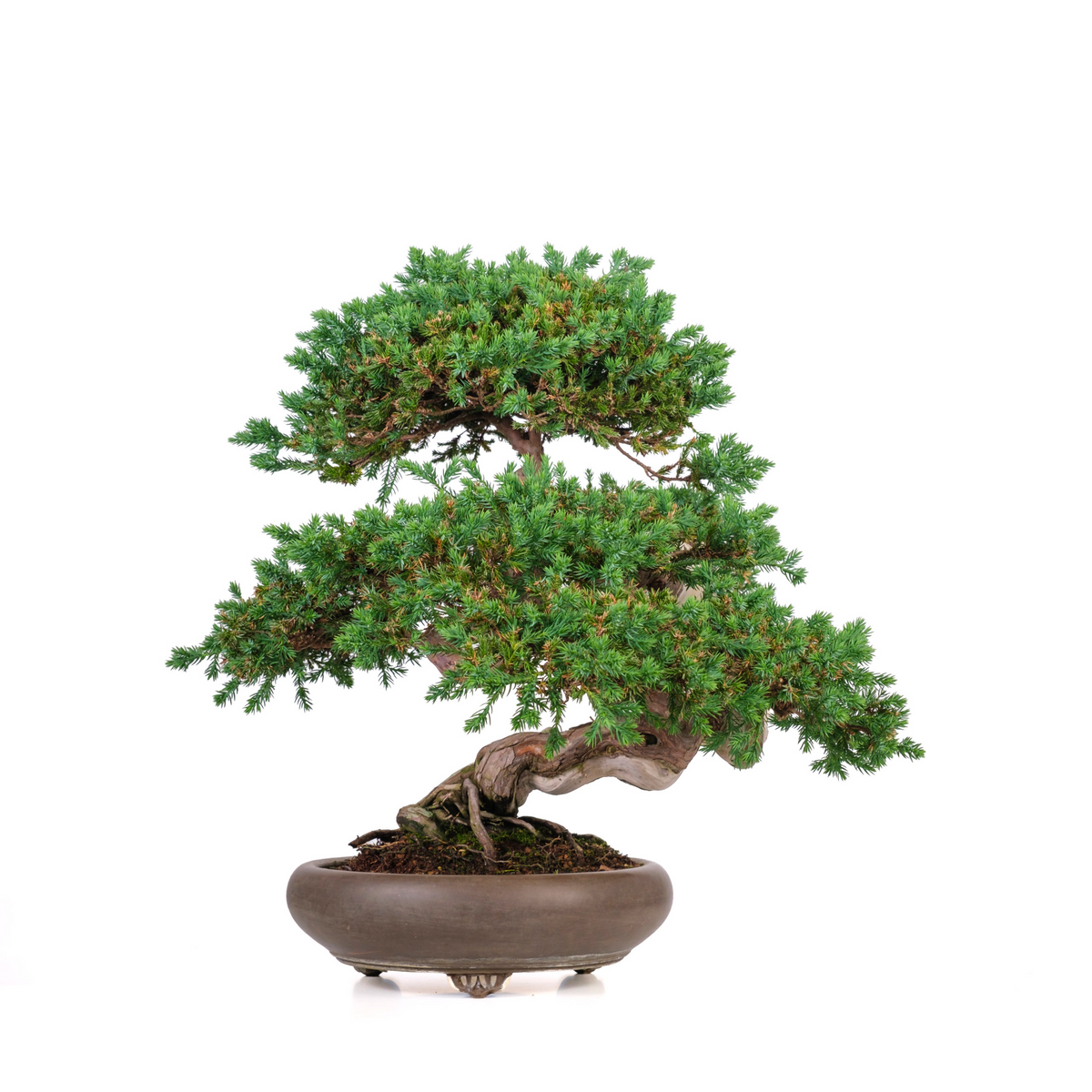 Juniperus procumbens (ginepro) n. 6, altezza ~50cm