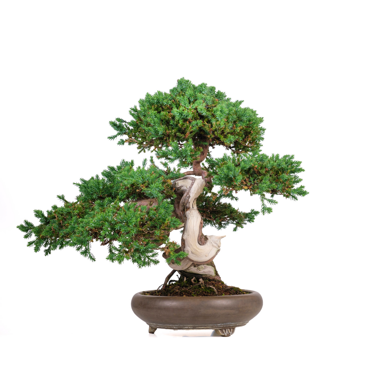 Juniperus procumbens (ginepro) n. 6, altezza ~50cm
