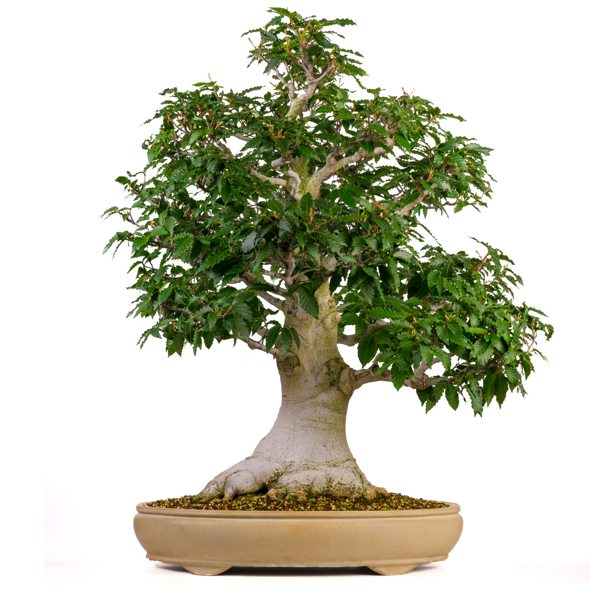 Fagus crenata (faggio giapponese) n. 117, altezza ~95 cm